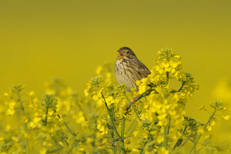 Corn bunting in oilseed rape crop at arable farm