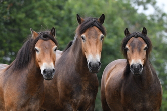 Exmoor ponies_Billy Heaney