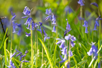 Lower Woods bluebells