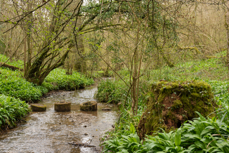 The stream at Midger Woods