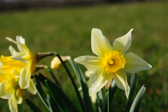 Vell Mill wild daffodils