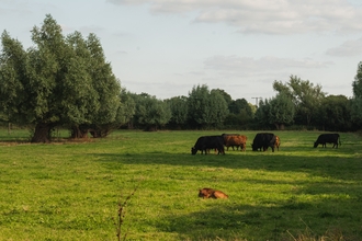 Chaceley Meadow (c) Nathan Millar