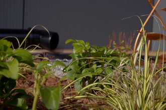 Plants in a rain garden