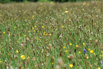 Clarkes Pool Meadows