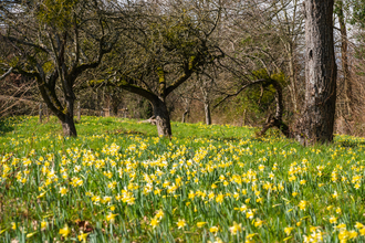 Wild daffodils at Gwen & Vera's Fields