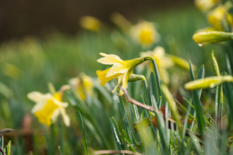 Wild daffodils at Ketford Banks