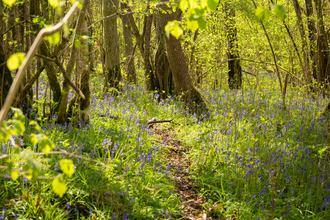 Bluebells at Lower Woods