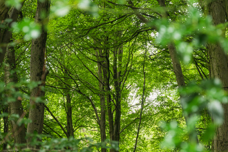 A view through the trees at Coopers Hill nature reserve