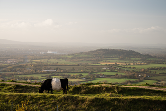 Belted Galloway cattle at Crickley Hill