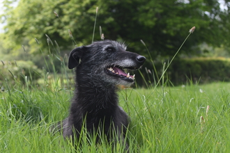 A dog relaxing in the long grass