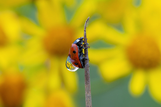 A ladybird in front of a background of yellow flowers