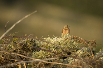 Linnet amongst bracken