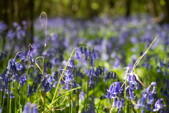 Bluebells at Lower Woods nature reserve