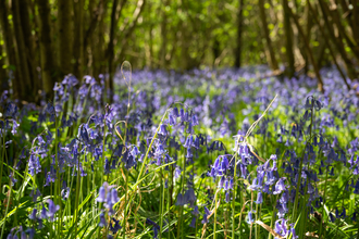 Bluebells at Lower Woods nature reserve