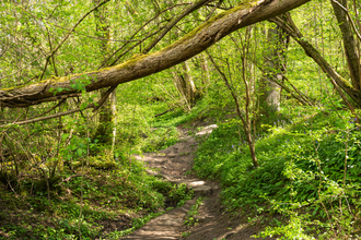 A path winding through Lower Woods nature reserve
