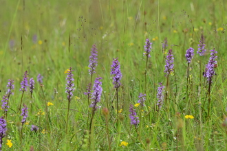 Photo of orchids in a grassland