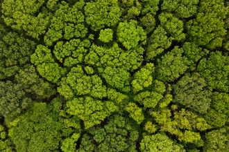 Collin Park Wood nature reserve aerial view