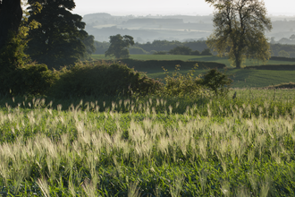 Arable farmland with trees