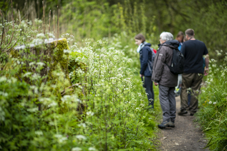 People exploring a woodland