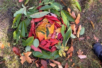 leaf mandala