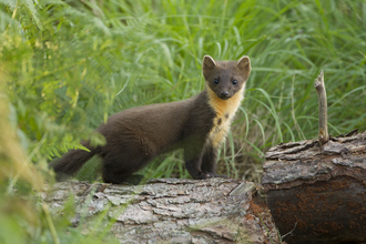 A pine marten standing on a log, looking towards the camera