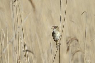 Sedge Warbler