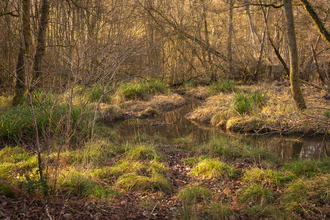 Cannop Bridge Marsh nature reserve