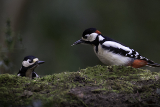 Two great spotted woodpeckers perched on a mossy log, with a male in the foreground recognisable by the red patch on his nape