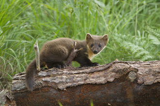 A young pine marten (Martes martes) on fallen pine log in woodland