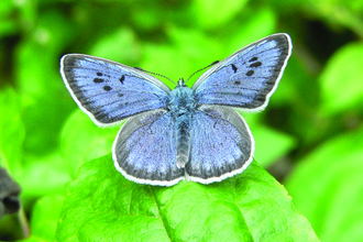 Large Blue butterfly on a leaf