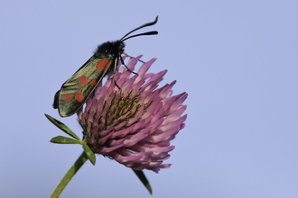 A six spot burnet moth resting on the pink, globe-like head of a red clover flower. The moth is glossy and black with six bold red spots on each forewing.