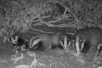 Badgers_Cameratrap
