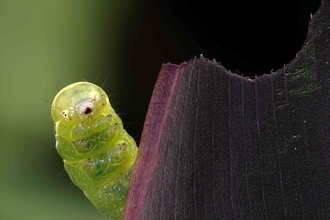 Brimstone caterpillar (c) Robert Bryant