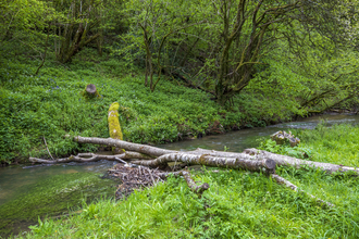 A leaky wooden dam, surrounded by green vegetation and trees