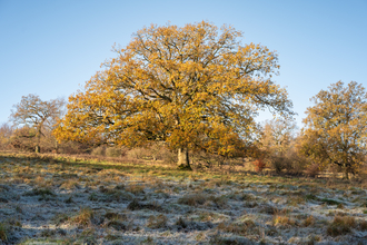 Tree on snowy hill