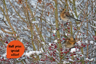 fieldfares on branches