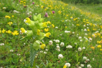 A yellow rattle plant in the foreground, with yellow flowers and green leaves, with a meadow in the background