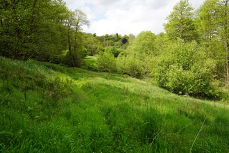 A sloping grassland meadow in the foreground with trees in the background