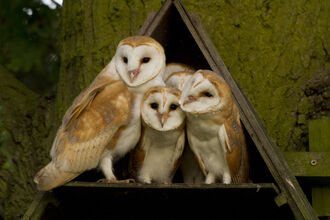 Adult barn owl with three owlets