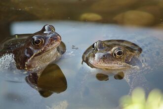 Two frogs in a pond