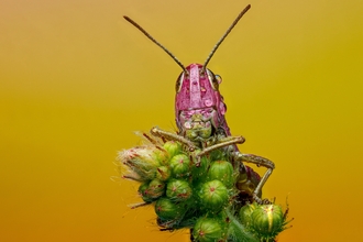 Erythristic meadow grasshopper © Rory Lewis
