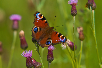 A peacock butterfly