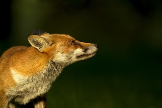 A red fox in late evening light. Credit: Danny Green/2020VISION