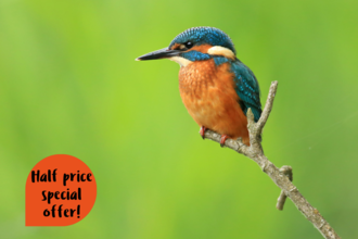 Half price special offer!