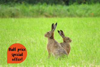Half price special offer!