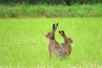 Two hares in a field