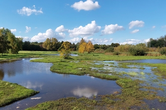 Plock Court Wetland