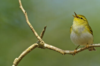 Singing wood warbler