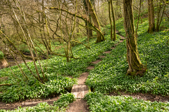 Lower Woods