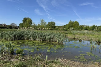 A wetland with trees in the background and blue sky